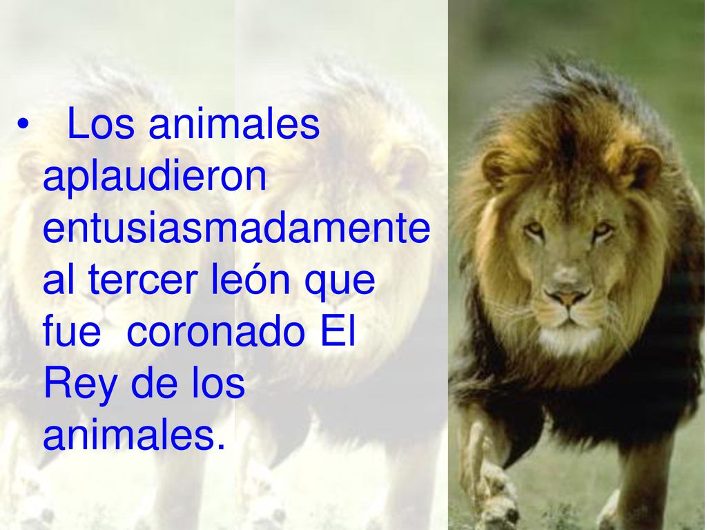 Los animales aplaudieron entusiasmadamente al tercer león que fue coronado El Rey de los animales.