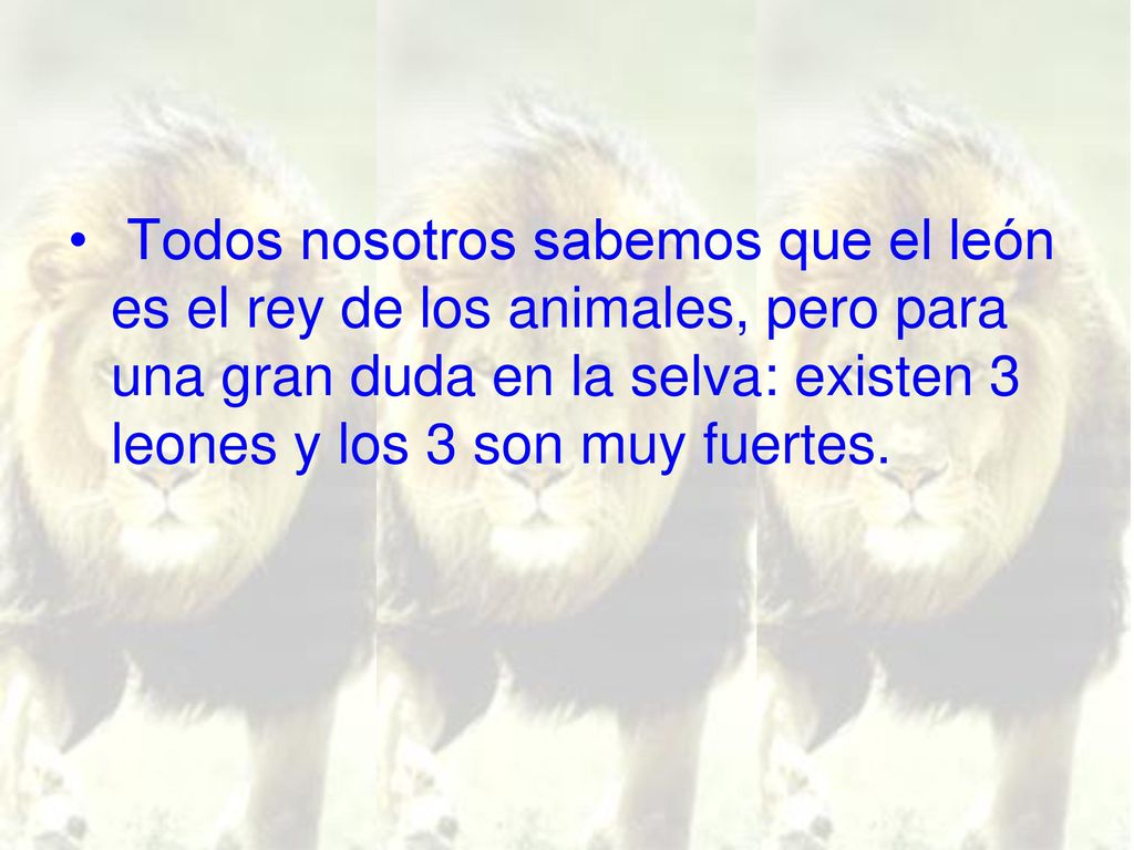 Todos nosotros sabemos que el león es el rey de los animales, pero para una gran duda en la selva: existen 3 leones y los 3 son muy fuertes.
