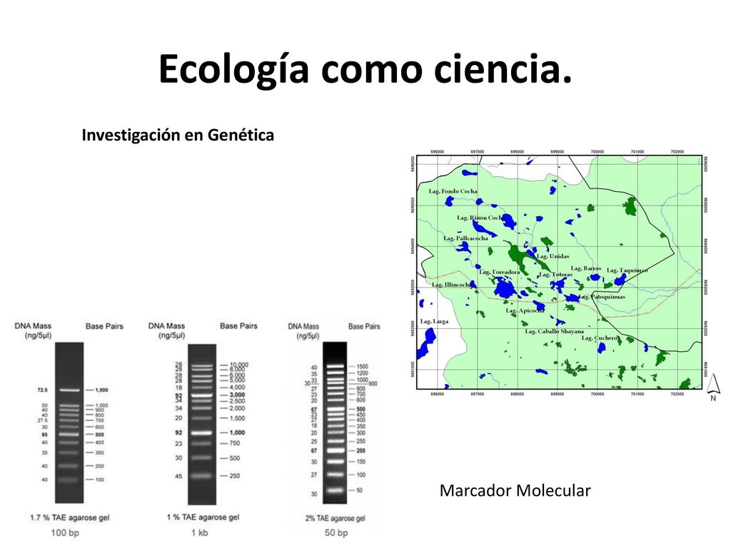 Ecología como ciencia. Investigación en Genética Marcador Molecular