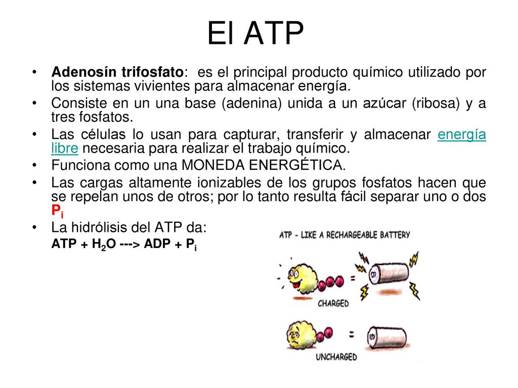 El ATP Adenosín trifosfato: es el principal producto químico utilizado por los sistemas vivientes para almacenar energía.