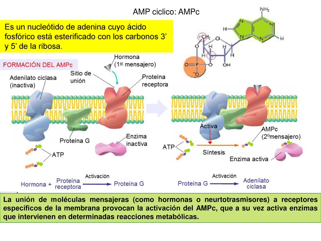 AMP ciclico: AMPc Es un nucleótido de adenina cuyo ácido fosfórico está esterificado con los carbonos 3’ y 5’ de la ribosa.