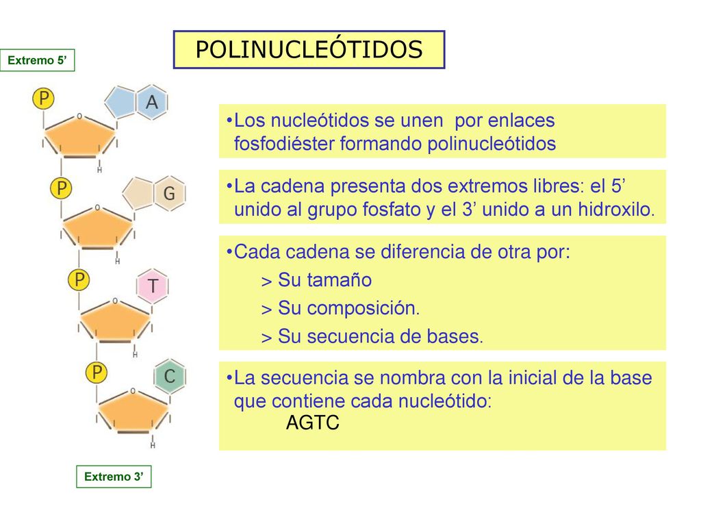 POLINUCLEÓTIDOS Extremo 5’ Los nucleótidos se unen por enlaces fosfodiéster formando polinucleótidos.