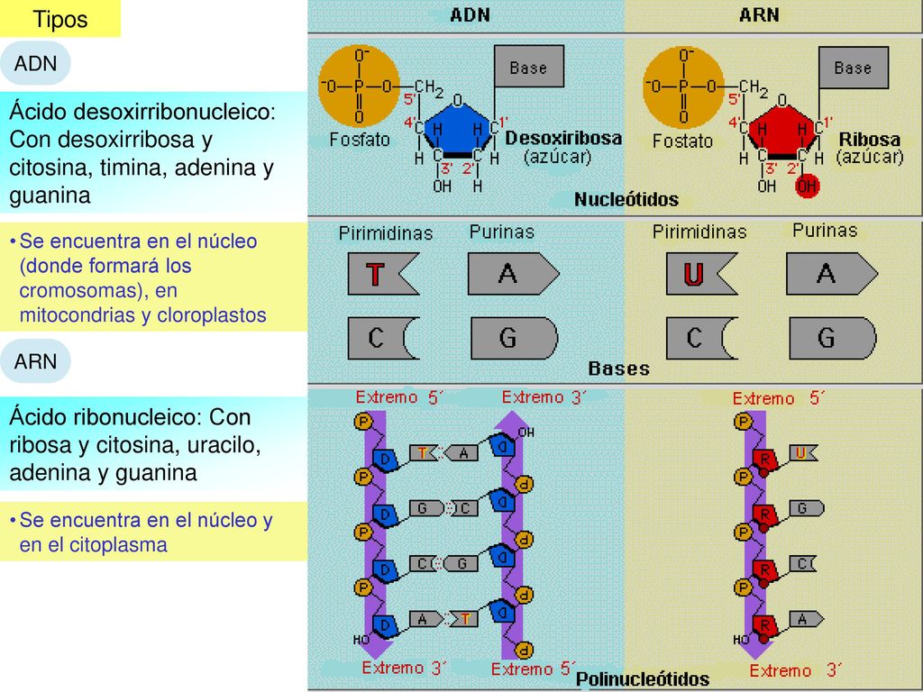 Ácido ribonucleico: Con ribosa y citosina, uracilo, adenina y guanina