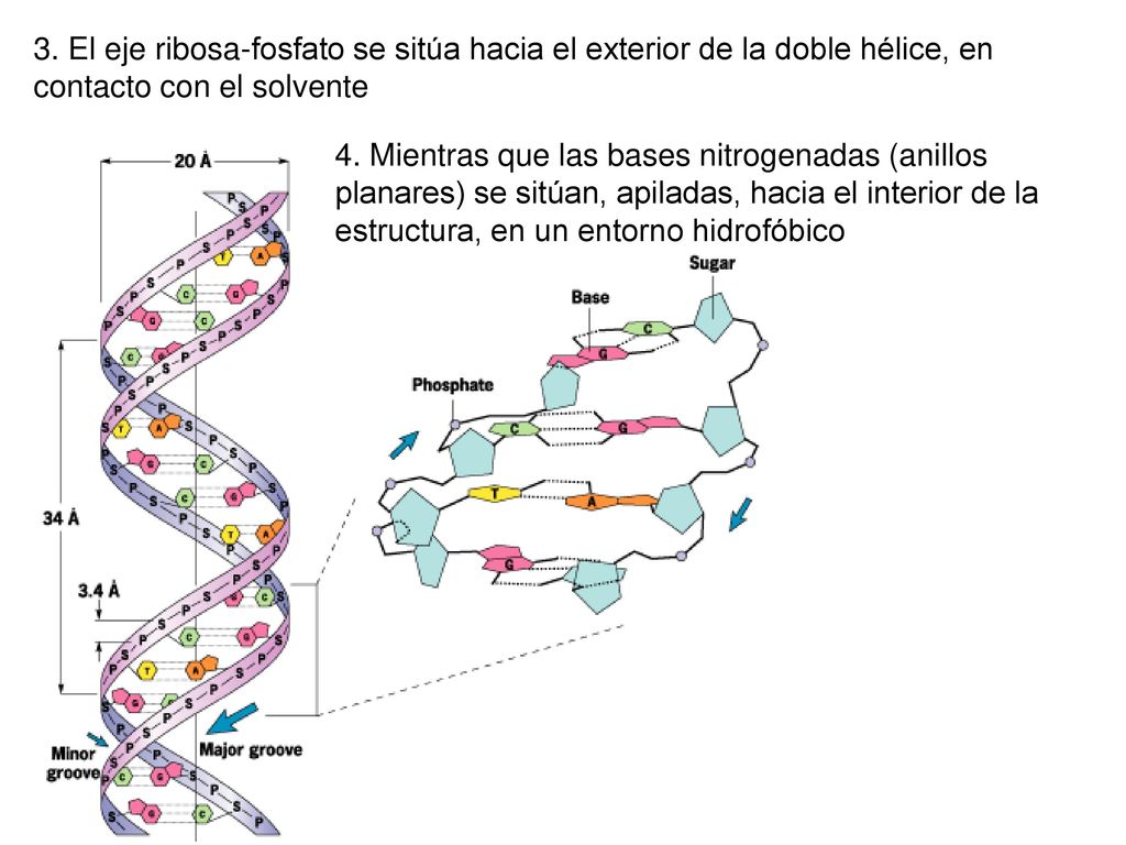 3. El eje ribosa-fosfato se sitúa hacia el exterior de la doble hélice, en contacto con el solvente