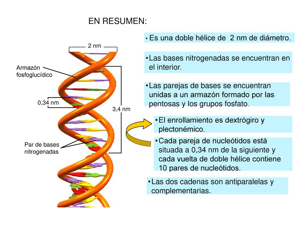 EN RESUMEN: Las bases nitrogenadas se encuentran en el interior.