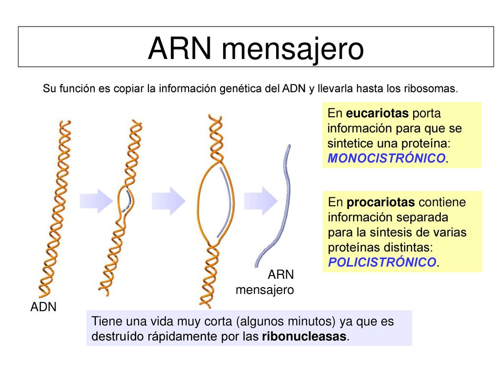 ARN mensajero Su función es copiar la información genética del ADN y llevarla hasta los ribosomas.