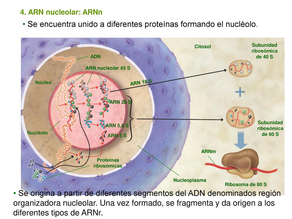 Se encuentra unido a diferentes proteínas formando el nucléolo.