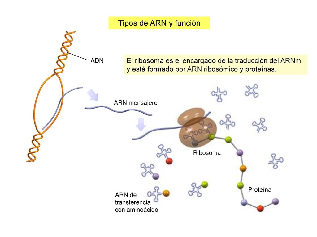 Tipos de ARN y función ADN. El ribosoma es el encargado de la traducción del ARNm y está formado por ARN ribosómico y proteínas.