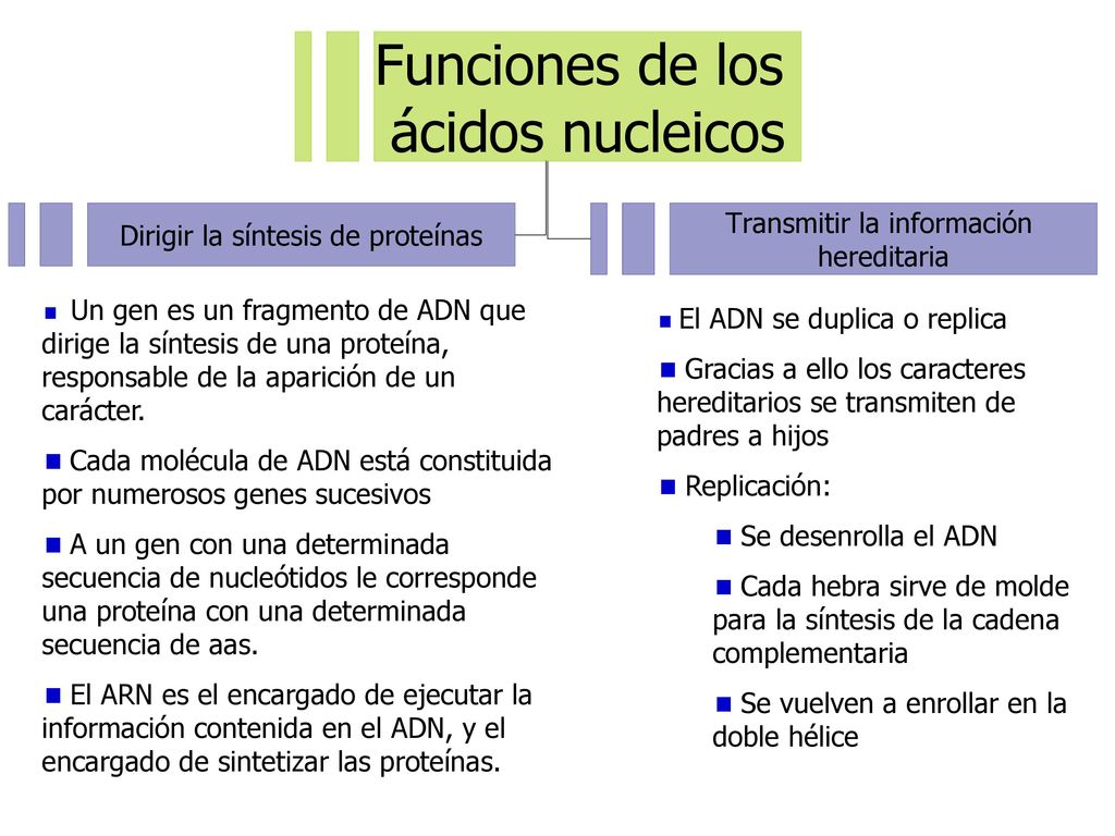 Cada molécula de ADN está constituida por numerosos genes sucesivos