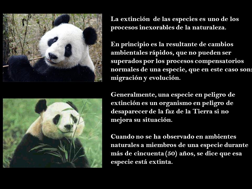 La extinción de las especies es uno de los