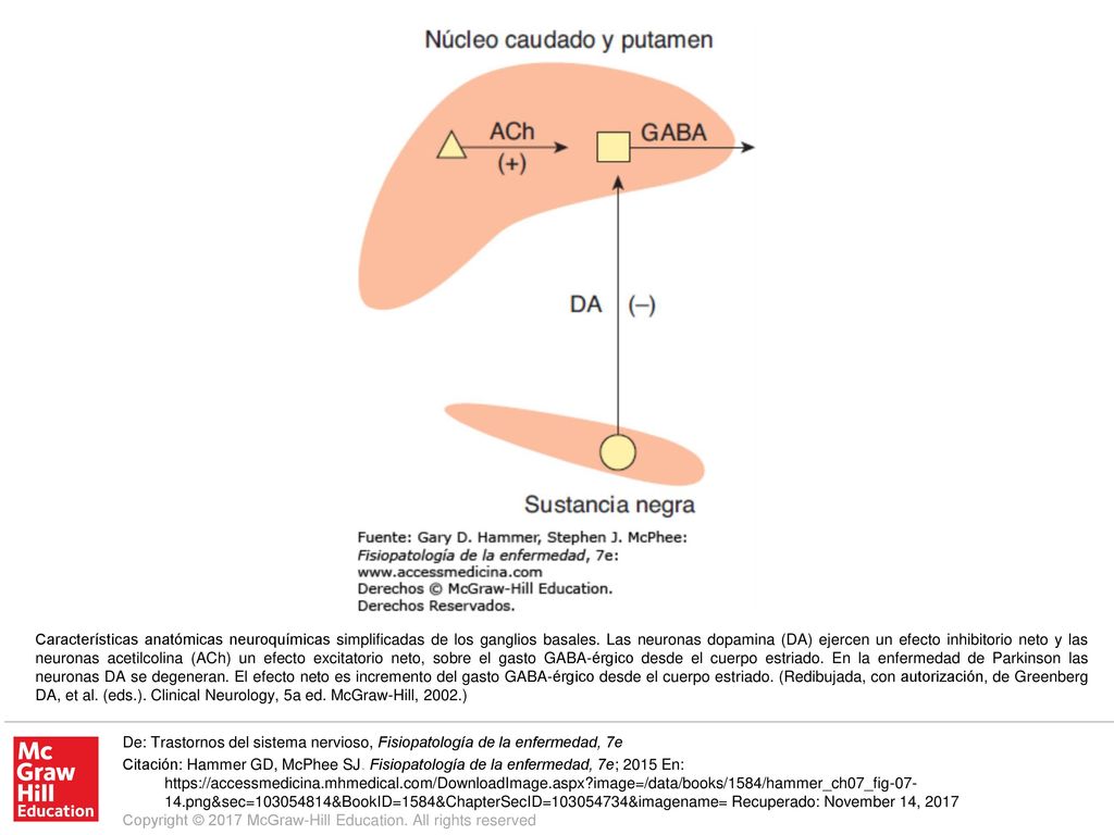 Características anatómicas neuroquímicas simplificadas de los ganglios basales. Las neuronas dopamina (DA) ejercen un efecto inhibitorio neto y las neuronas acetilcolina (ACh) un efecto excitatorio neto, sobre el gasto GABA-érgico desde el cuerpo estriado. En la enfermedad de Parkinson las neuronas DA se degeneran. El efecto neto es incremento del gasto GABA-érgico desde el cuerpo estriado. (Redibujada, con autorización, de Greenberg DA, et al. (eds.). Clinical Neurology, 5a ed. McGraw-Hill, 2002.)