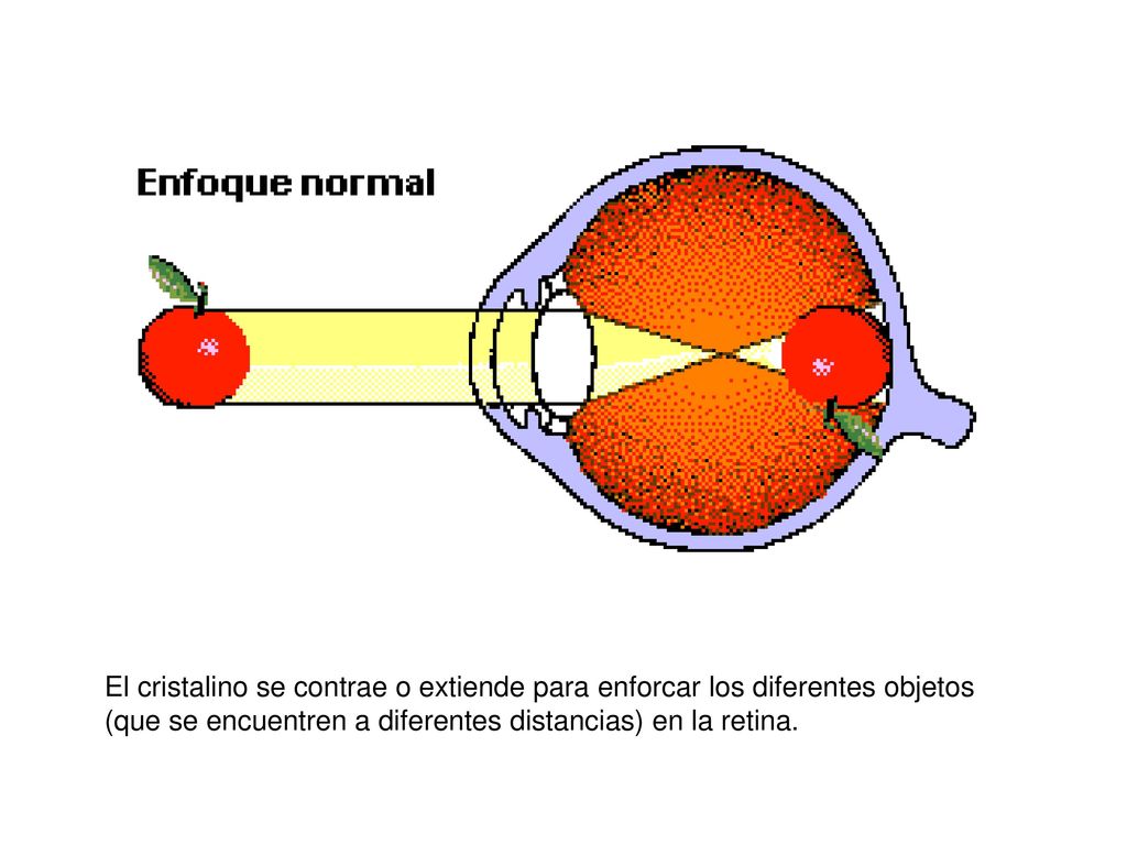 El cristalino se contrae o extiende para enforcar los diferentes objetos (que se encuentren a diferentes distancias) en la retina.