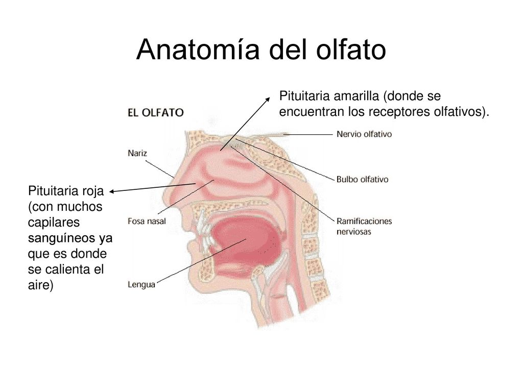 Anatomía del olfato Pituitaria amarilla (donde se encuentran los receptores olfativos).