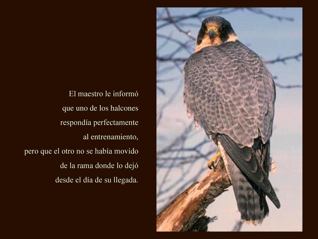 El maestro le informó que uno de los halcones. respondía perfectamente. al entrenamiento, pero que el otro no se había movido.