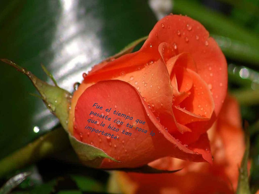 Fue el tiempo que pasaste con tu rosa lo que la hizo tan importante.