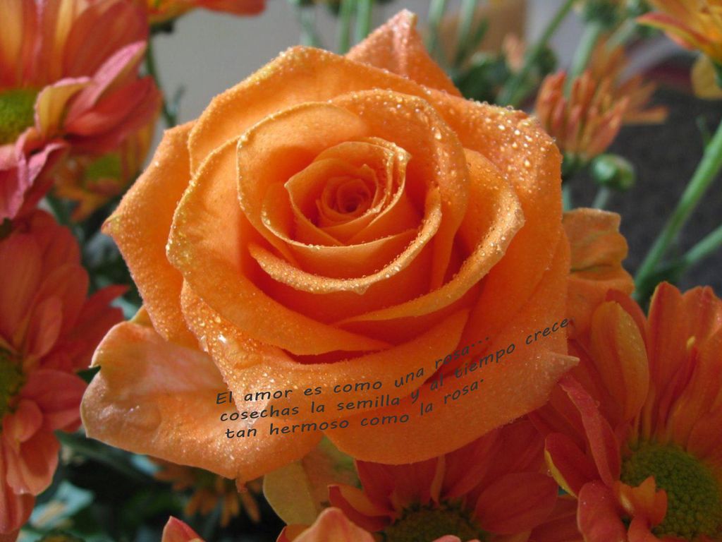 El amor es como una rosa... cosechas la semilla y al tiempo crece tan hermoso como la rosa.