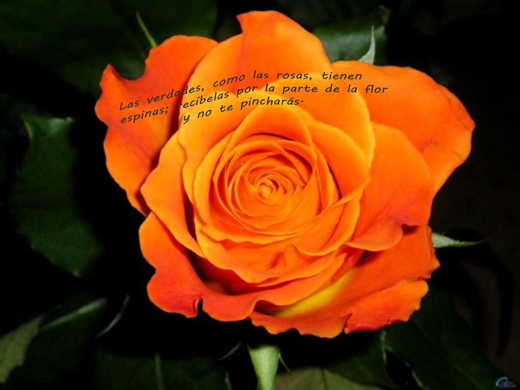 Las verdades, como las rosas, tienen espinas; recíbelas por la parte de la flor