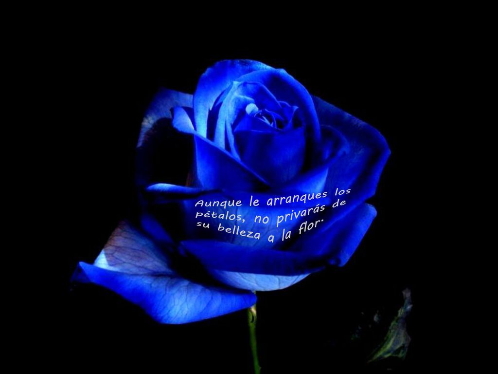 Aunque le arranques los pétalos, no privarás de su belleza a la flor.