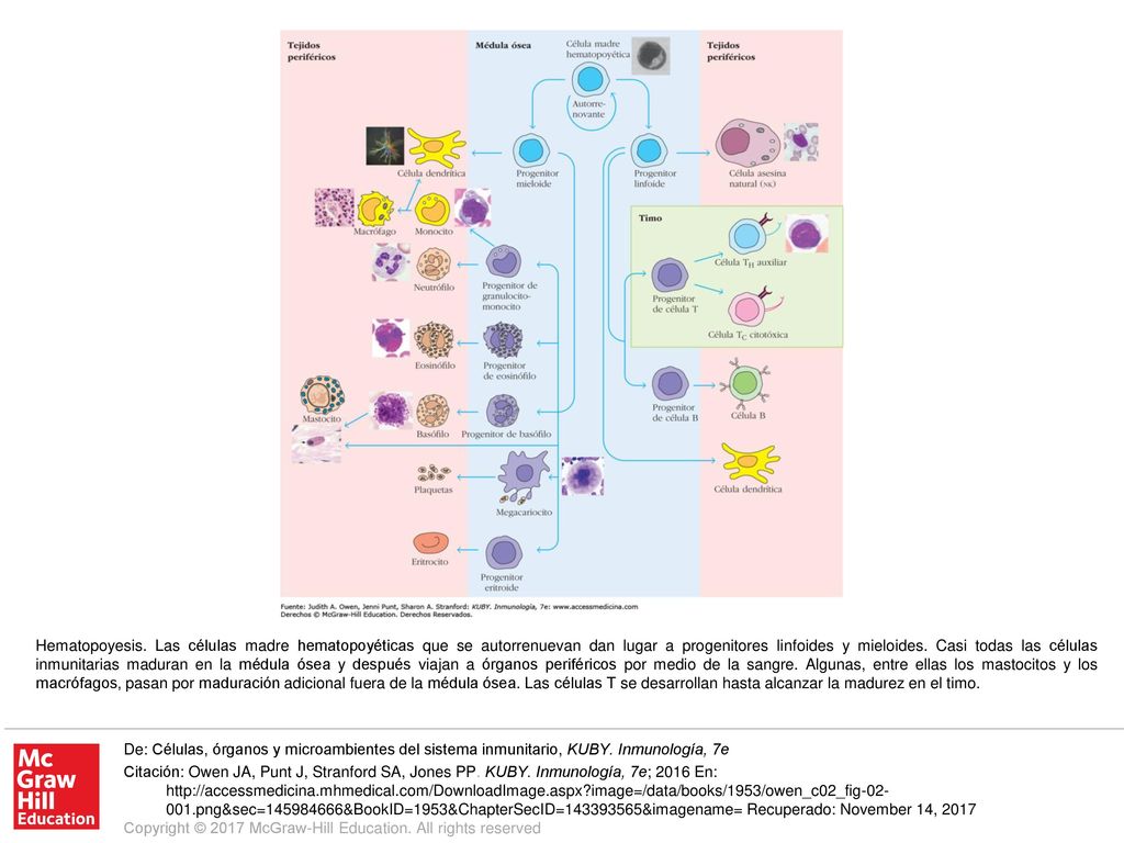Hematopoyesis. Las células madre hematopoyéticas que se autorrenuevan dan lugar a progenitores linfoides y mieloides. Casi todas las células inmunitarias maduran en la médula ósea y después viajan a órganos periféricos por medio de la sangre. Algunas, entre ellas los mastocitos y los macrófagos, pasan por maduración adicional fuera de la médula ósea. Las células T se desarrollan hasta alcanzar la madurez en el timo.