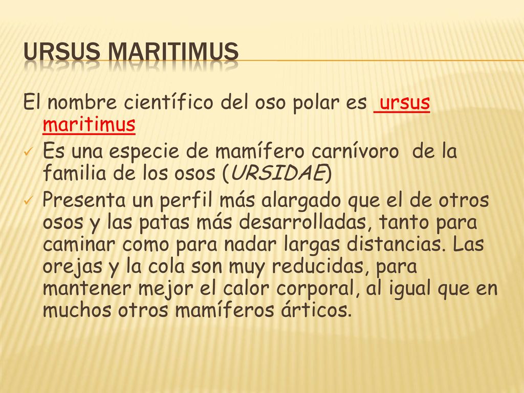 URSUS MARITIMUS El nombre científico del oso polar es ursus maritimus