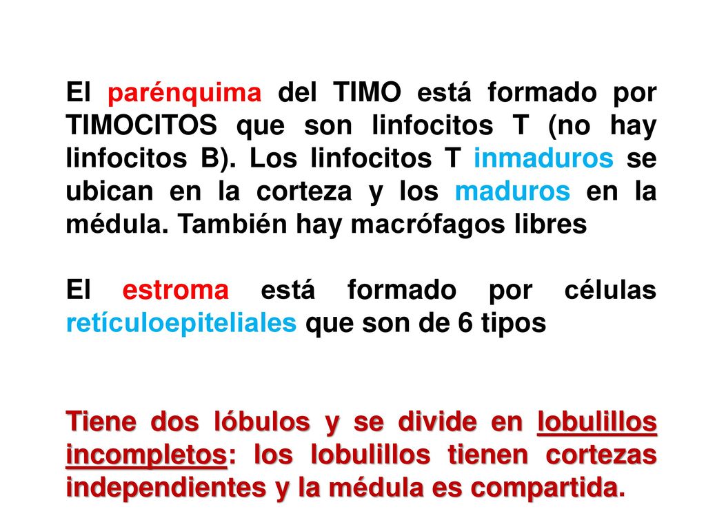 El parénquima del TIMO está formado por TIMOCITOS que son linfocitos T (no hay linfocitos B). Los linfocitos T inmaduros se ubican en la corteza y los maduros en la médula. También hay macrófagos libres