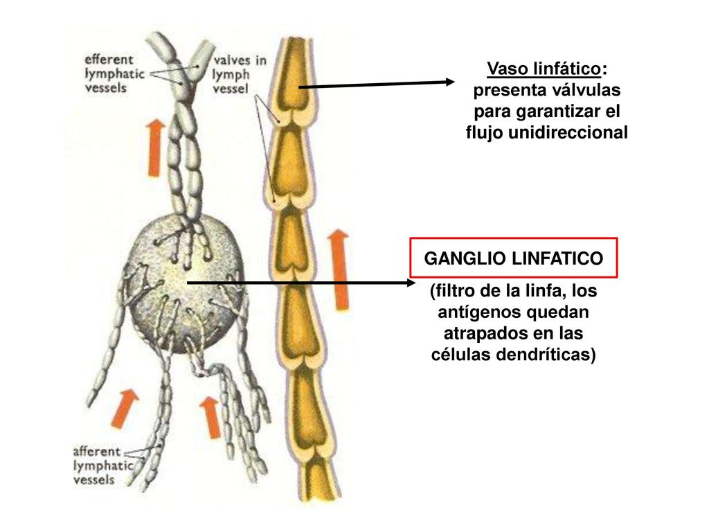 GANGLIO LINFATICO (filtro de la linfa, los antígenos quedan atrapados en las células dendríticas)