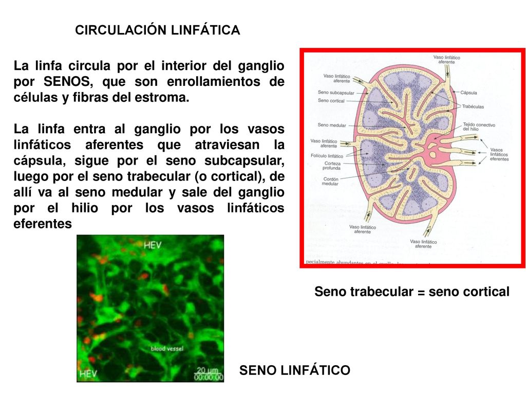 CIRCULACIÓN LINFÁTICA Seno trabecular = seno cortical