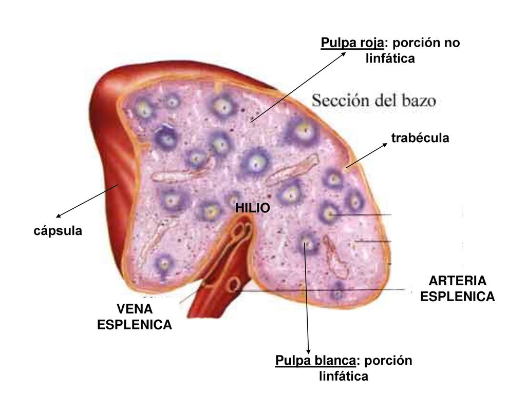 Pulpa roja: porción no linfática Pulpa blanca: porción linfática