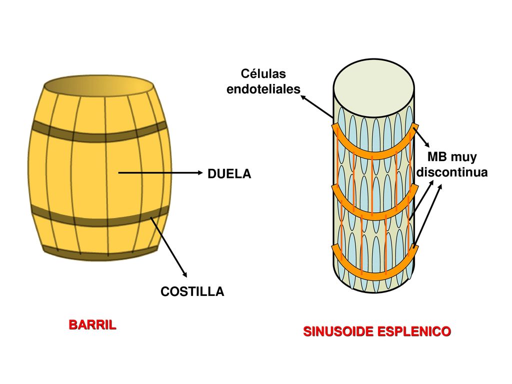 SINUSOIDE ESPLENICO MB muy discontinua Células endoteliales BARRIL DUELA COSTILLA