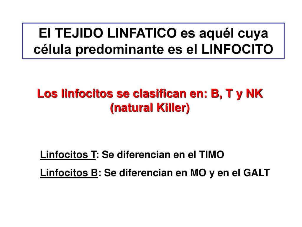 El TEJIDO LINFATICO es aquél cuya célula predominante es el LINFOCITO