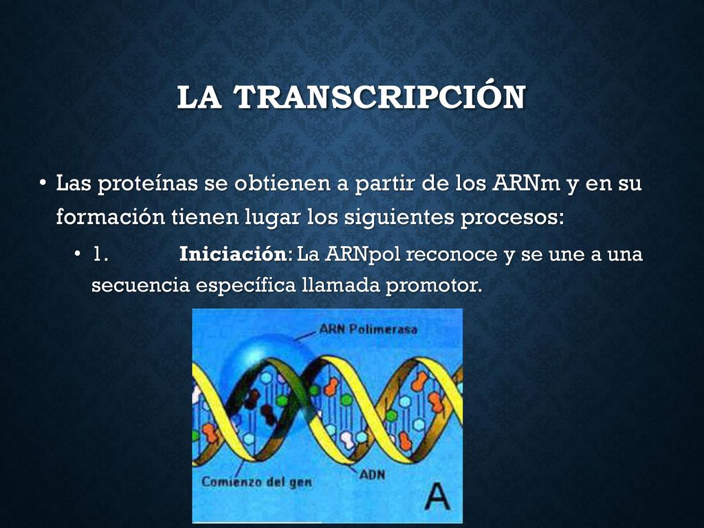 LA TRANSCRIPCIÓN Las proteínas se obtienen a partir de los ARNm y en su formación tienen lugar los siguientes procesos: