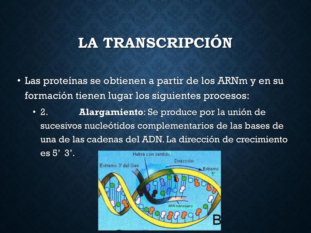 LA TRANSCRIPCIÓN Las proteínas se obtienen a partir de los ARNm y en su formación tienen lugar los siguientes procesos: