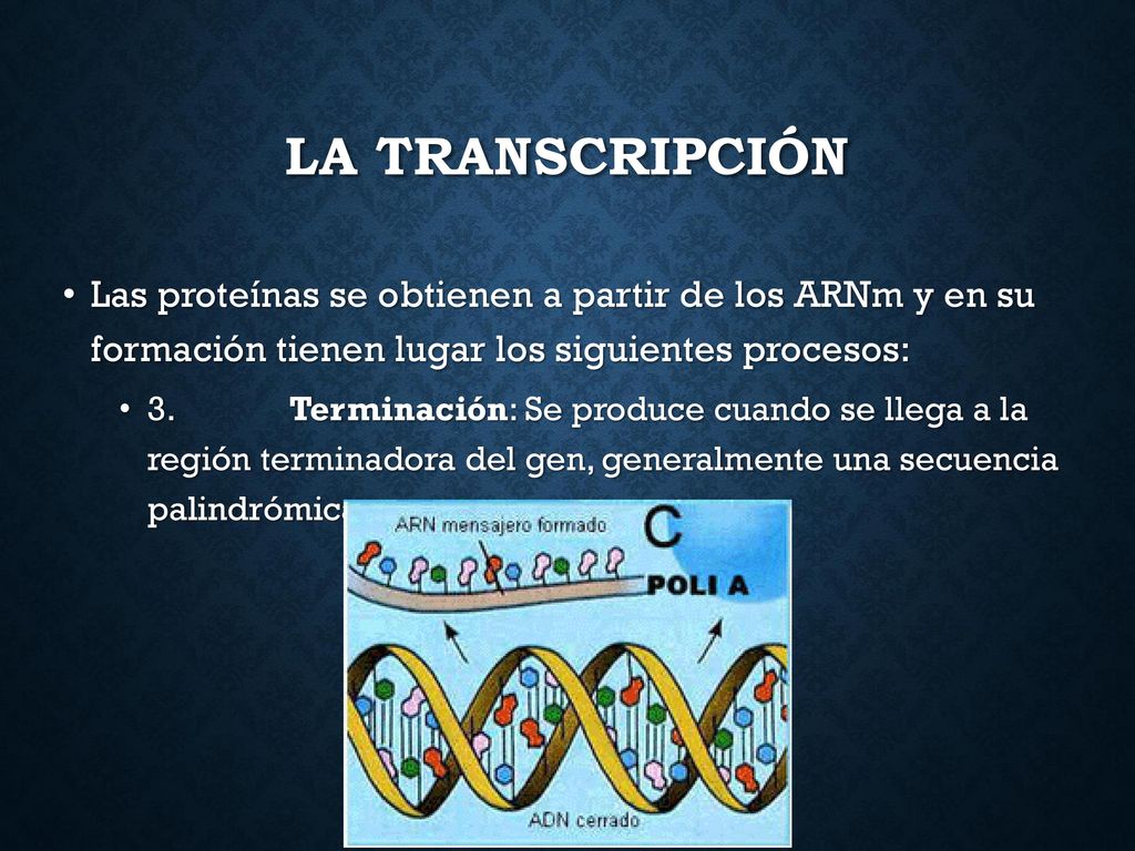 LA TRANSCRIPCIÓN Las proteínas se obtienen a partir de los ARNm y en su formación tienen lugar los siguientes procesos:
