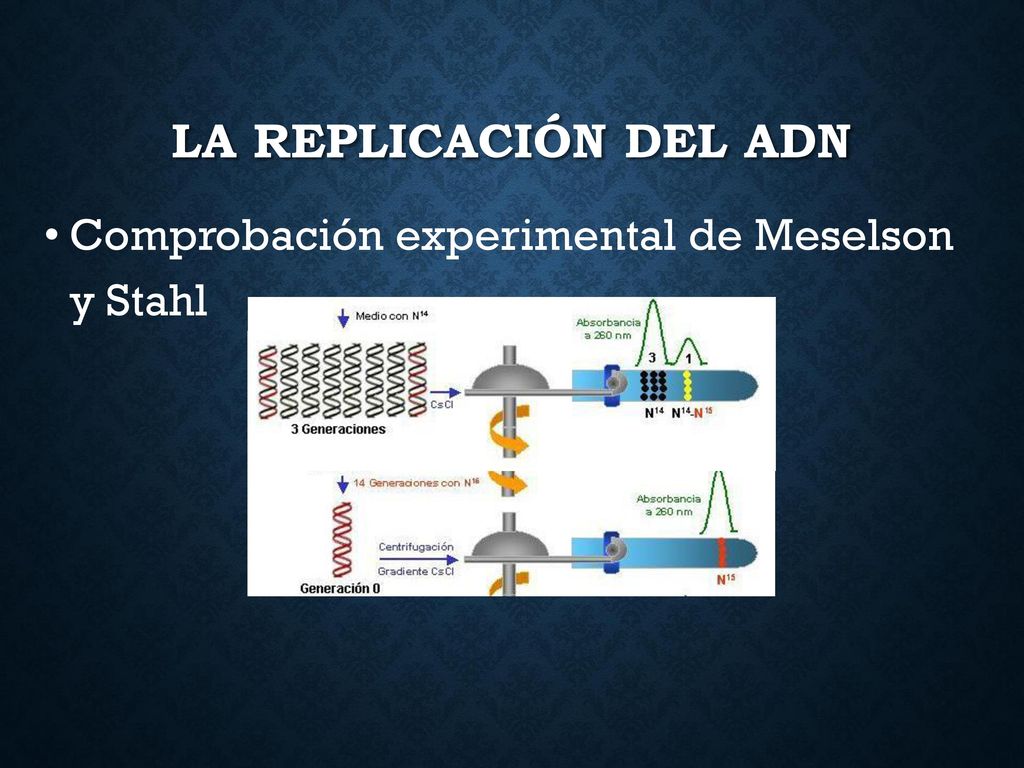 LA REPLICACIÓN DEL ADN Comprobación experimental de Meselson y Stahl