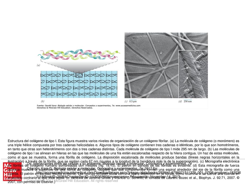 Estructura del colágeno de tipo I