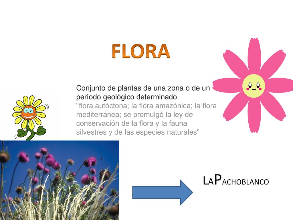 FLORA Conjunto de plantas de una zona o de un período geológico determinado.