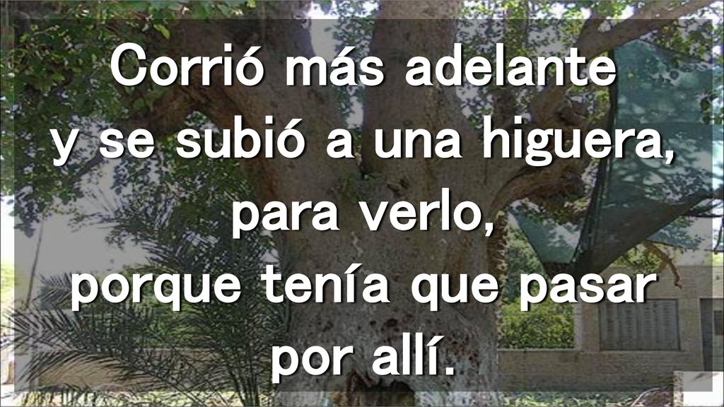 Corrió más adelante y se subió a una higuera, para verlo, porque tenía que pasar por allí.