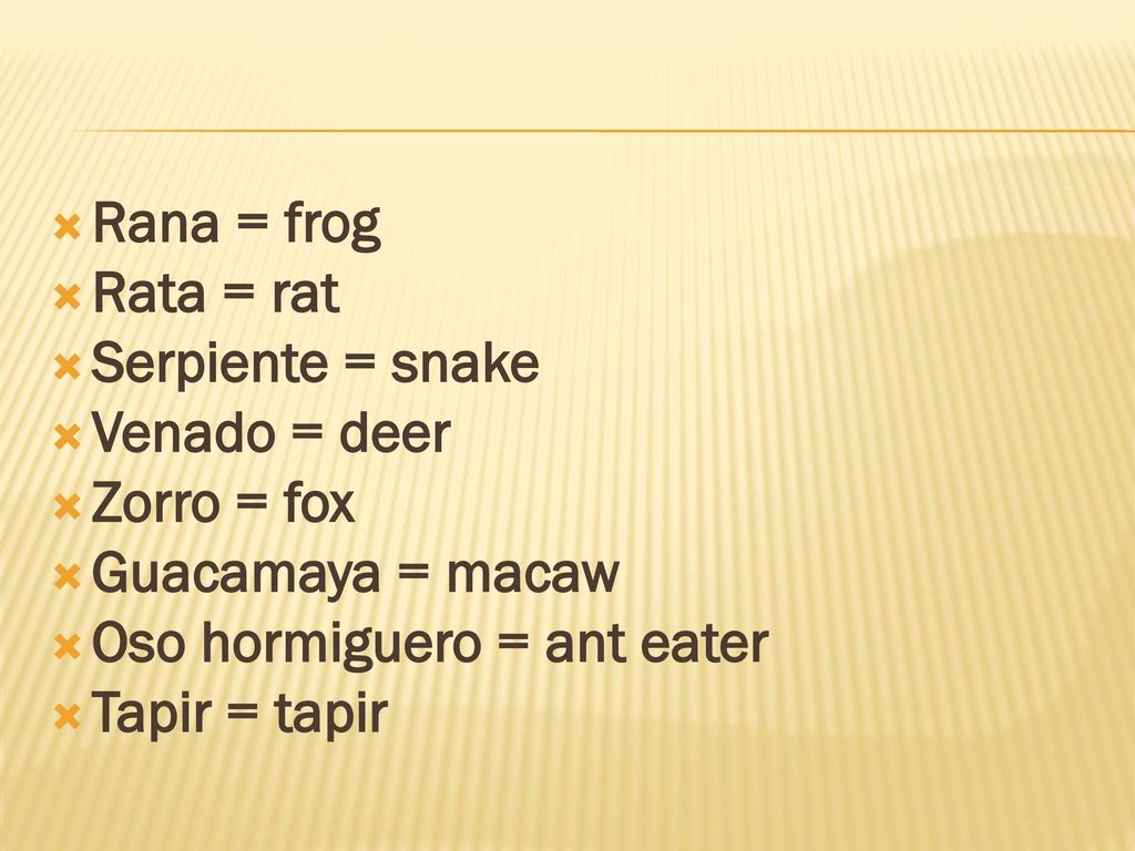 Rana = frog Rata = rat. Serpiente = snake. Venado = deer. Zorro = fox. Guacamaya = macaw. Oso hormiguero = ant eater.