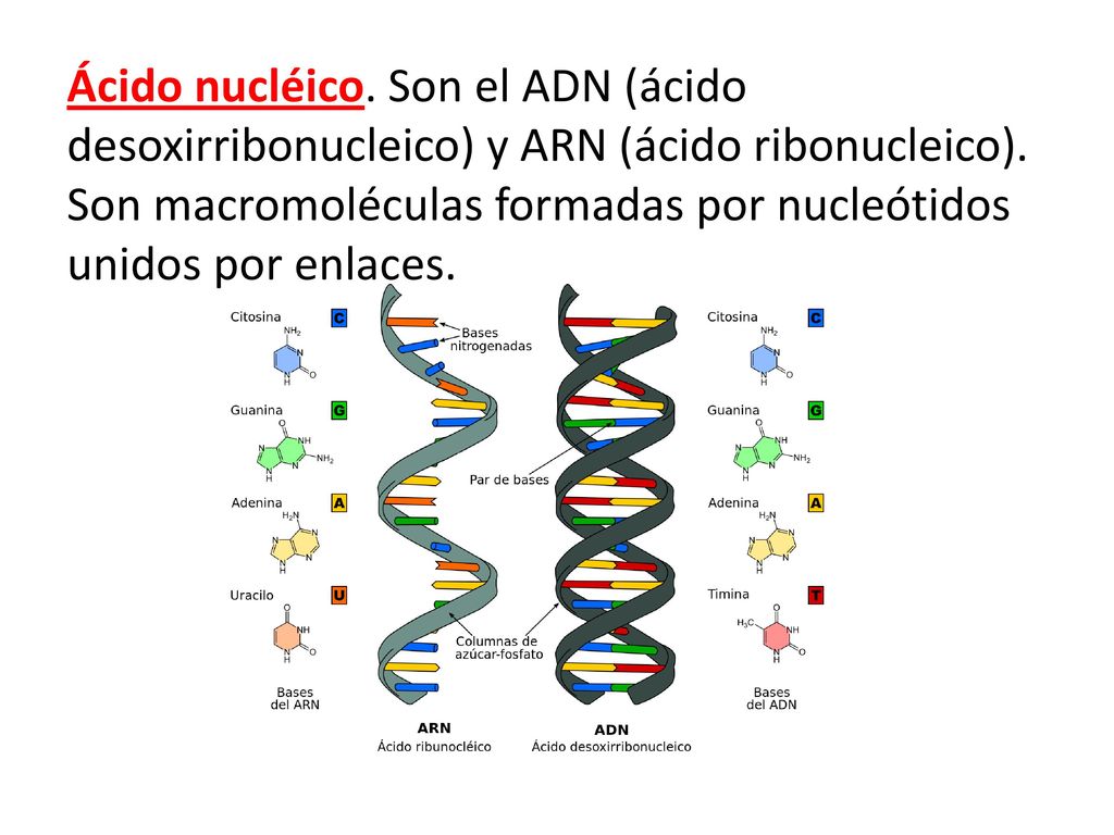 Ácido nucléico. Son el ADN (ácido desoxirribonucleico) y ARN (ácido ribonucleico).