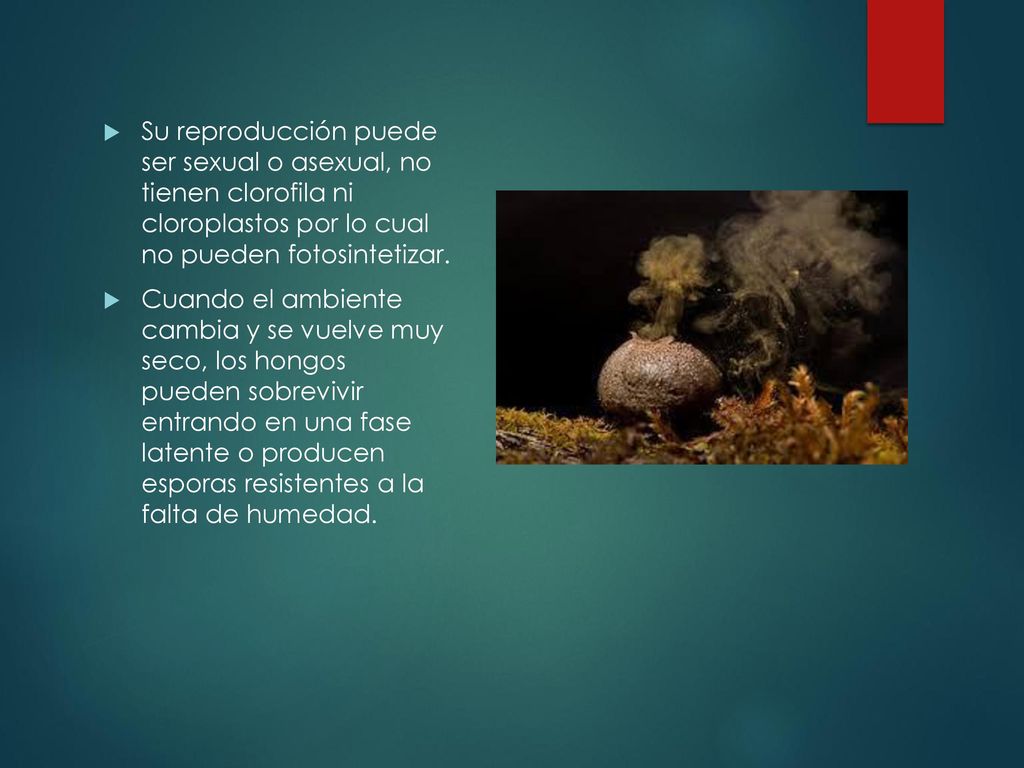 Su reproducción puede ser sexual o asexual, no tienen clorofila ni cloroplastos por lo cual no pueden fotosintetizar.