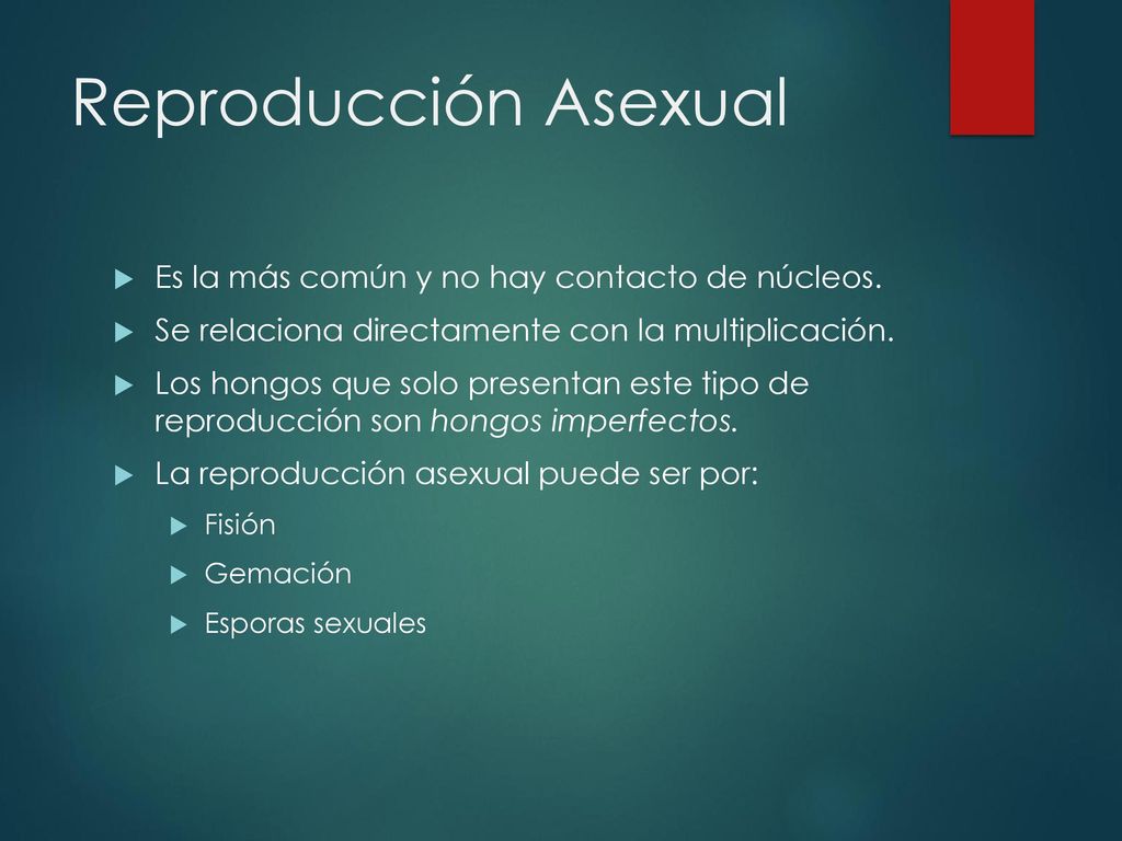 Reproducción Asexual Es la más común y no hay contacto de núcleos.