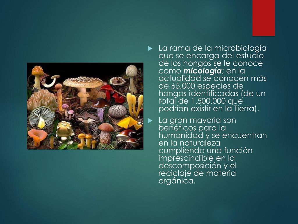 La rama de la microbiología que se encarga del estudio de los hongos se le conoce como micología; en la actualidad se conocen más de 65,000 especies de hongos identificadas (de un total de que podrían existir en la Tierra).