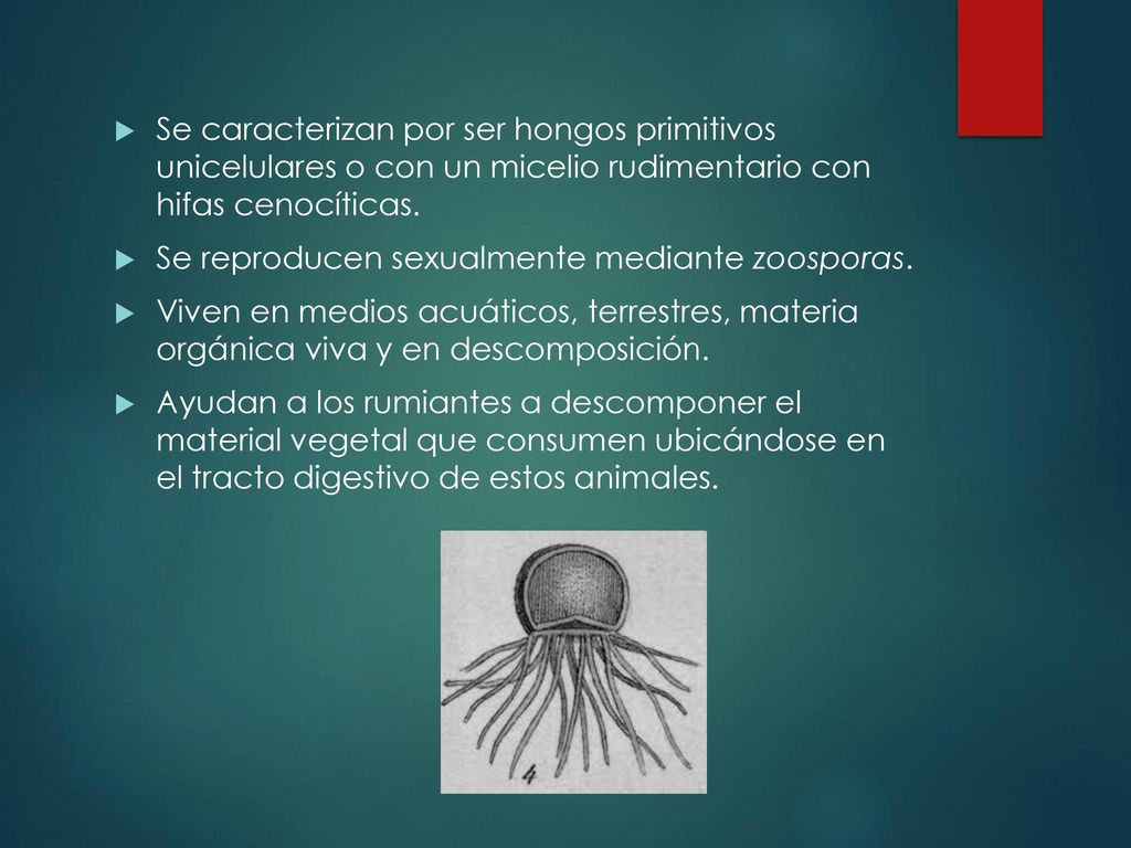 Se caracterizan por ser hongos primitivos unicelulares o con un micelio rudimentario con hifas cenocíticas.