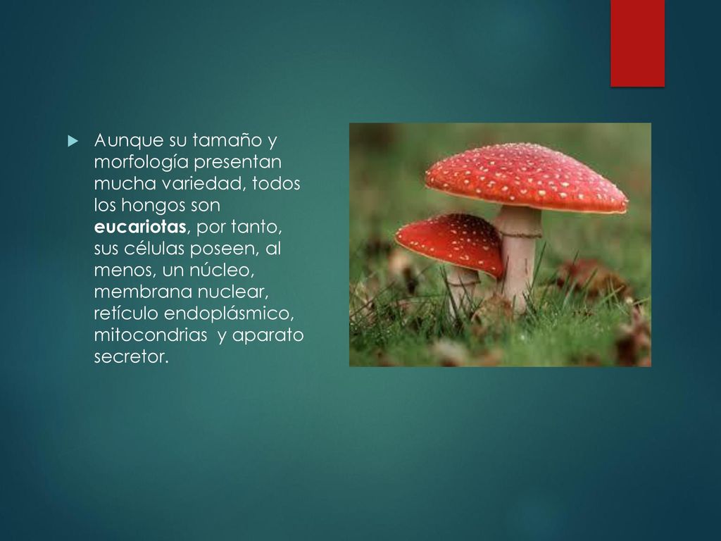 Aunque su tamaño y morfología presentan mucha variedad, todos los hongos son eucariotas, por tanto, sus células poseen, al menos, un núcleo, membrana nuclear, retículo endoplásmico, mitocondrias y aparato secretor.
