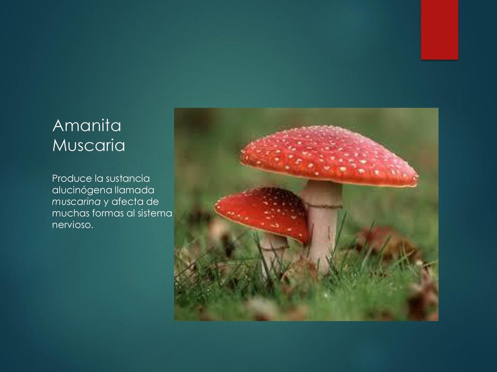 Amanita Muscaria Produce la sustancia alucinógena llamada muscarina y afecta de muchas formas al sistema nervioso.