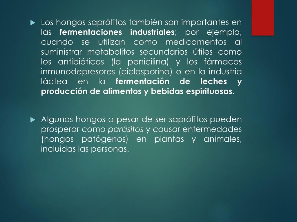 Los hongos saprófitos también son importantes en las fermentaciones industriales; por ejemplo, cuando se utilizan como medicamentos al suministrar metabolitos secundarios útiles como los antibióticos (la penicilina) y los fármacos inmunodepresores (ciclosporina) o en la industria láctea en la fermentación de leches y producción de alimentos y bebidas espirituosas.