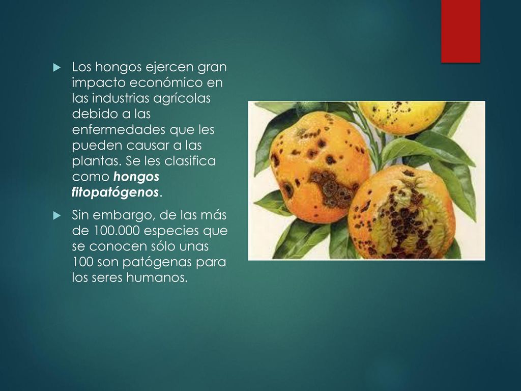 Los hongos ejercen gran impacto económico en las industrias agrícolas debido a las enfermedades que les pueden causar a las plantas. Se les clasifica como hongos fitopatógenos.