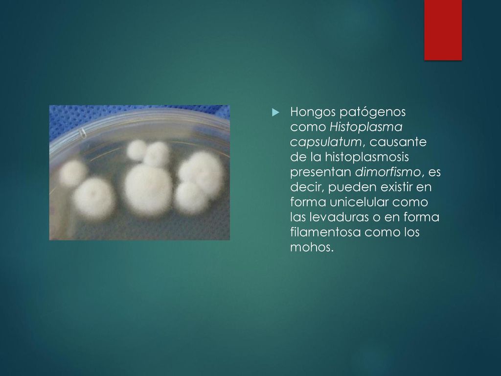 Hongos patógenos como Histoplasma capsulatum, causante de la histoplasmosis presentan dimorfismo, es decir, pueden existir en forma unicelular como las levaduras o en forma filamentosa como los mohos.