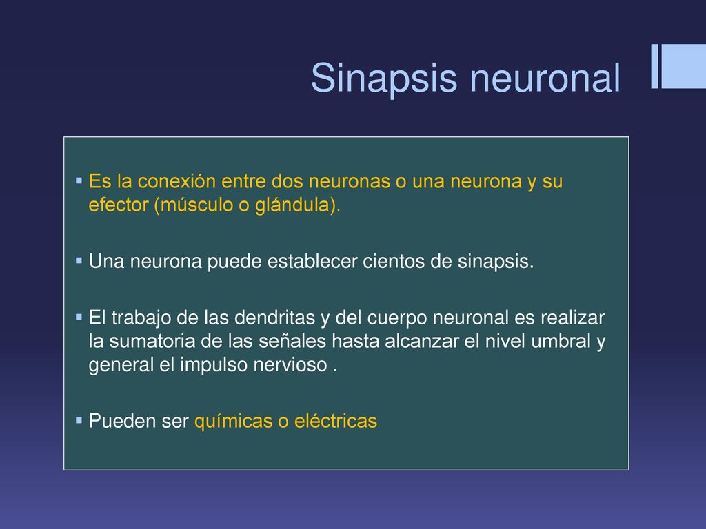 Sinapsis neuronal Es la conexión entre dos neuronas o una neurona y su efector (músculo o glándula).