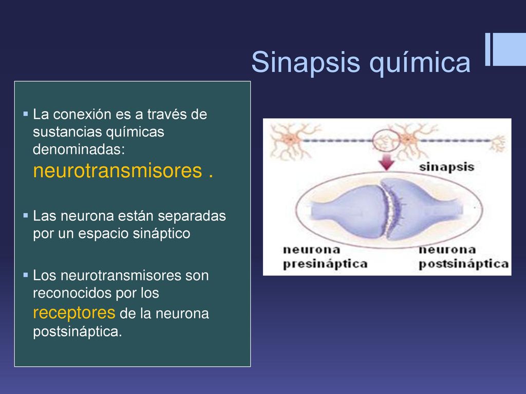 Sinapsis química La conexión es a través de sustancias químicas denominadas: neurotransmisores .